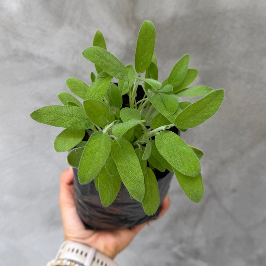 Salvia