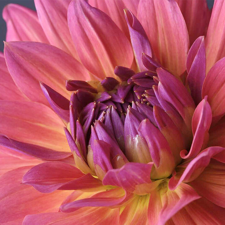 Dahlias