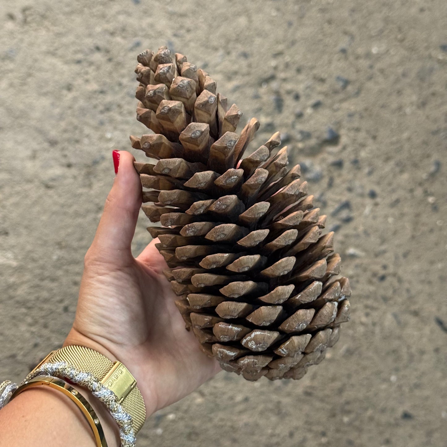 Piñas – jardinlariviera