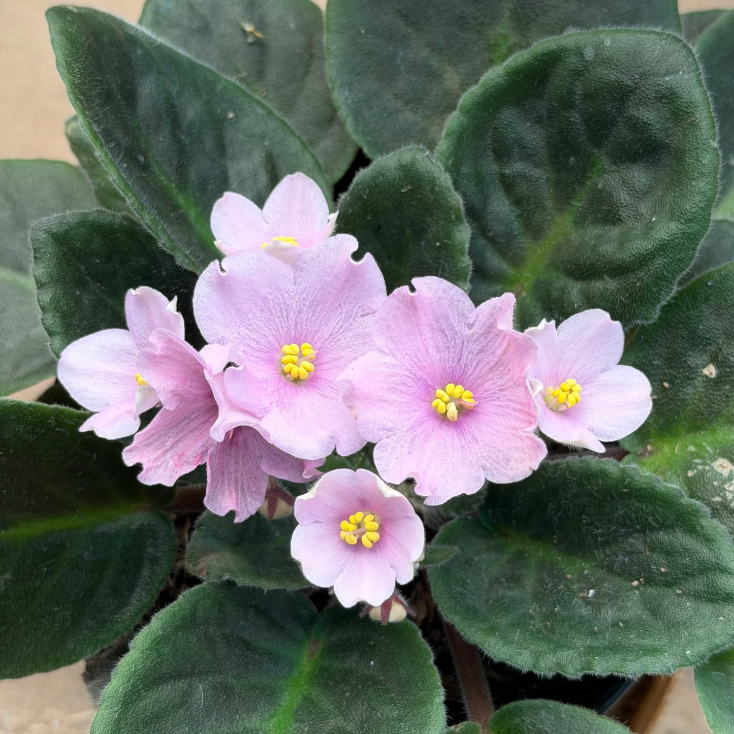 Violeta