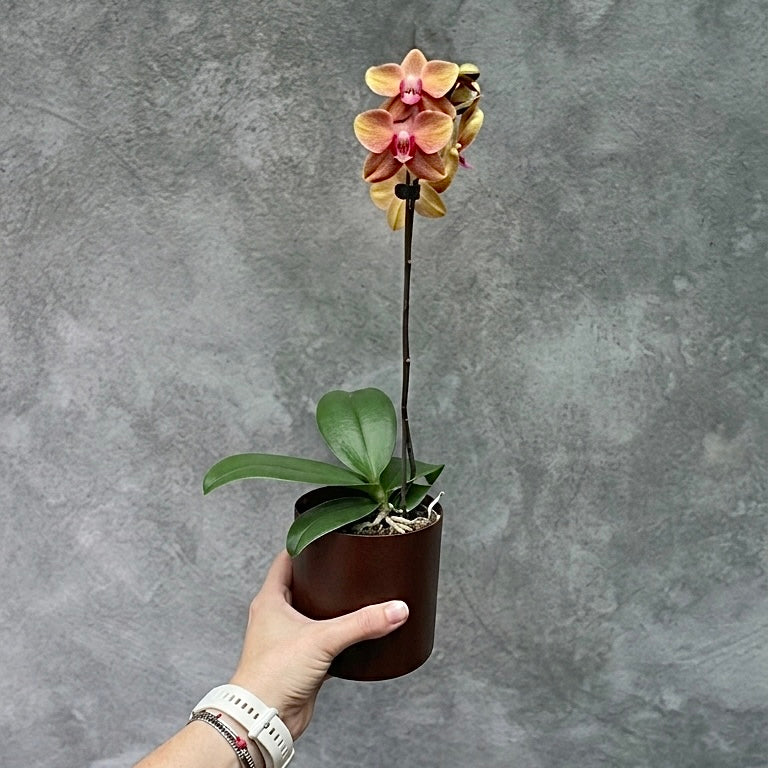 Orquiminiun