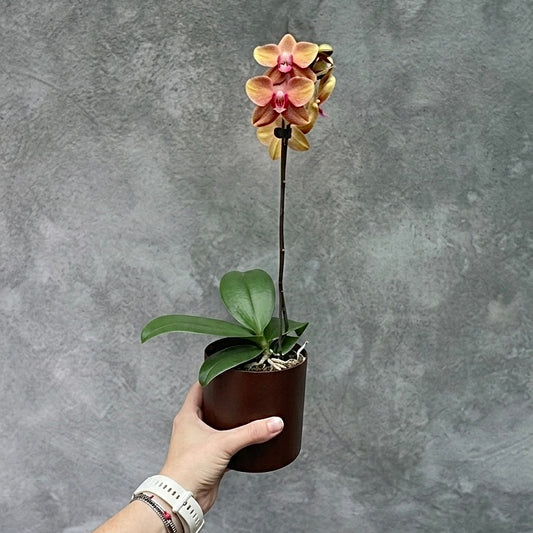 Orquiminiun