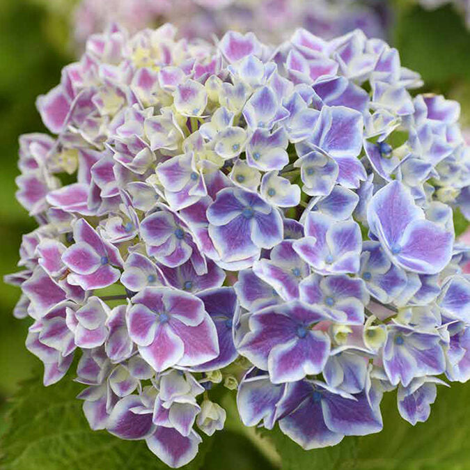 Hydrangeas