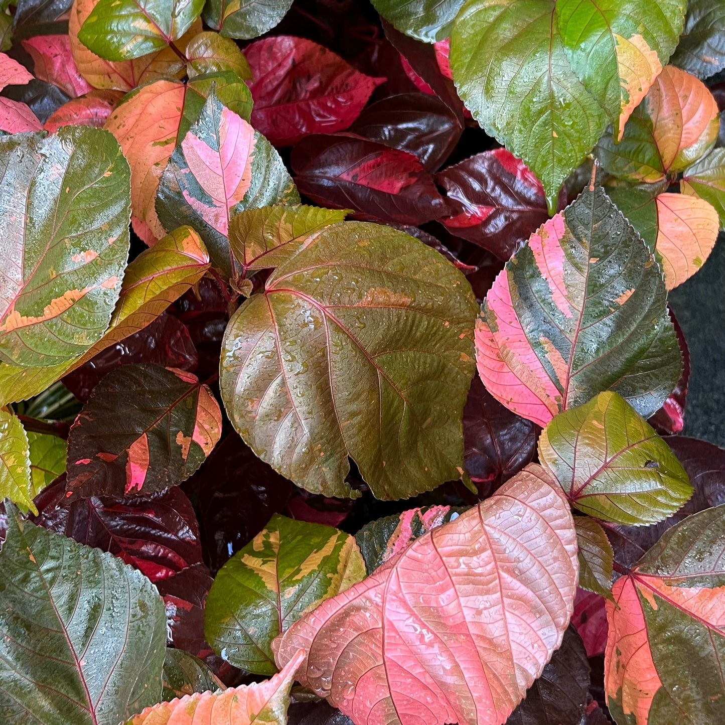 CAPA ROJA BP