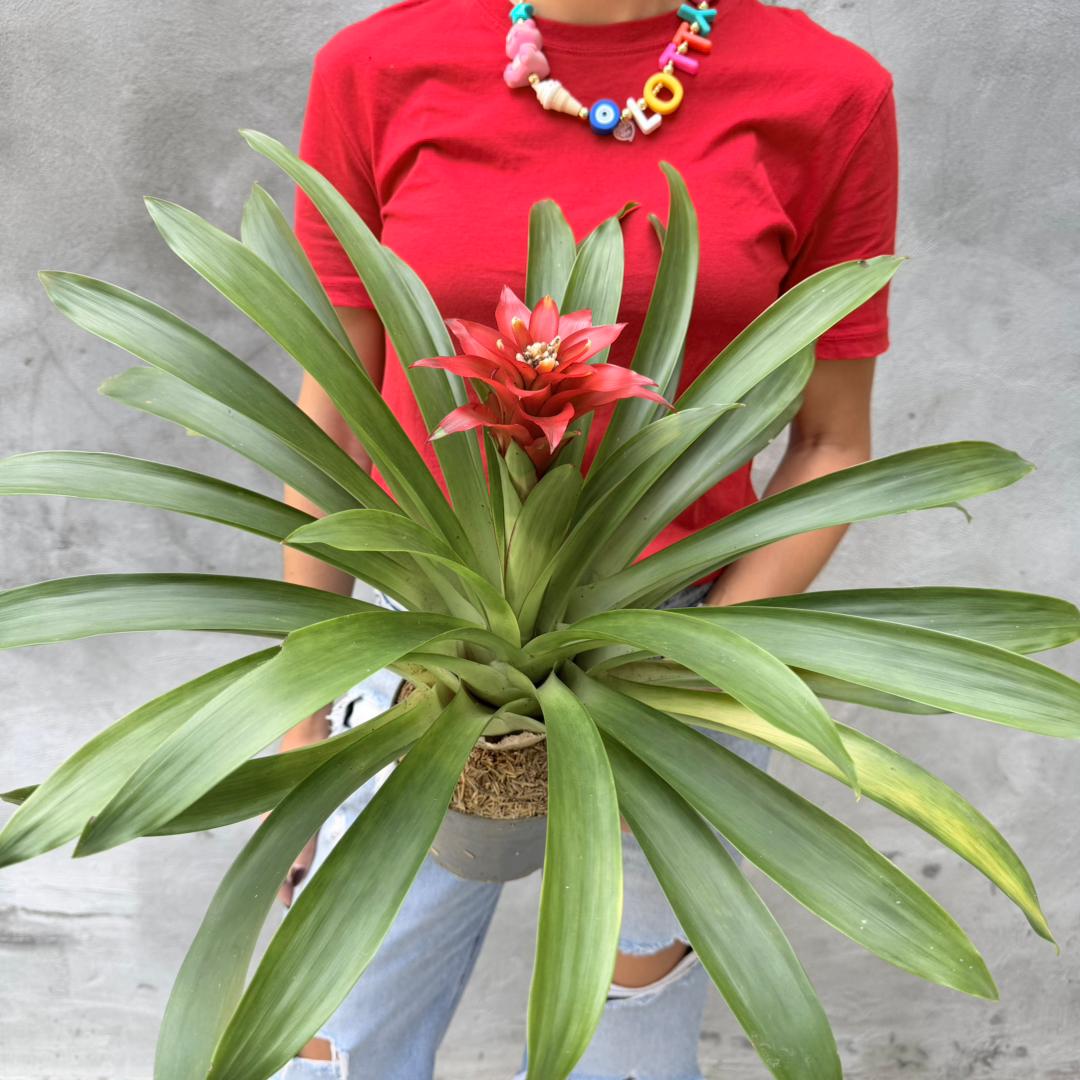 Bromelias