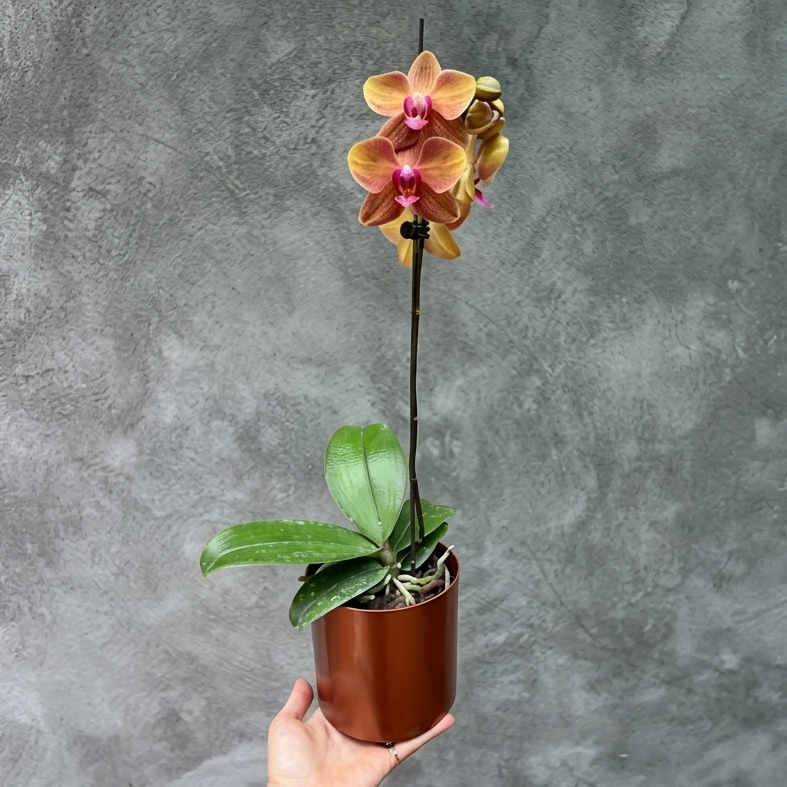 Orquiminiun