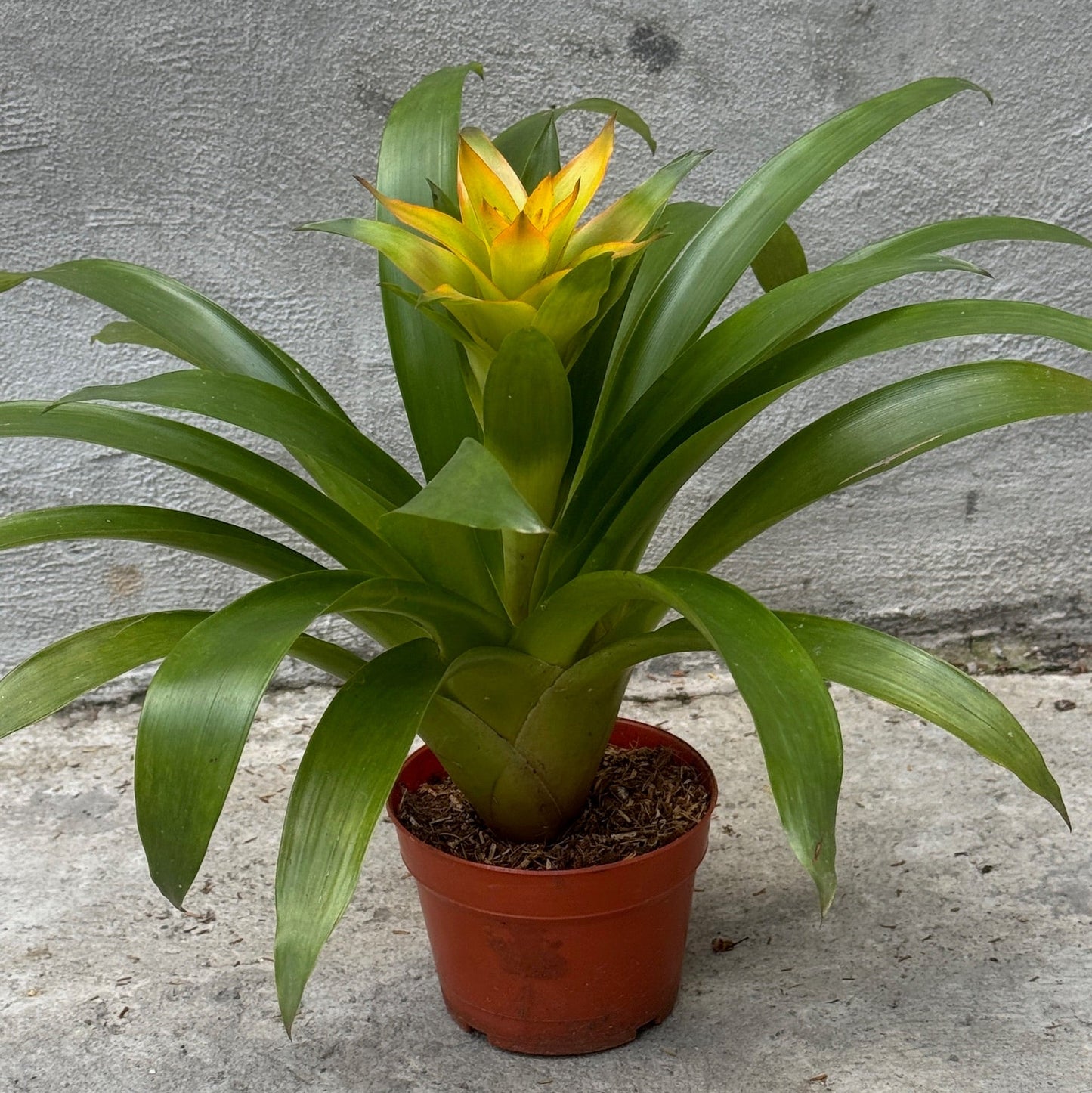 Bromelias