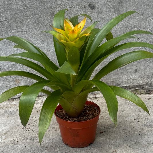 BROMELIA mini