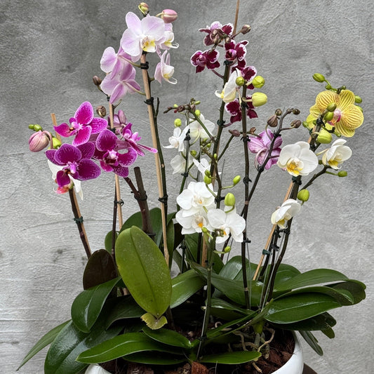 Orchi-garden