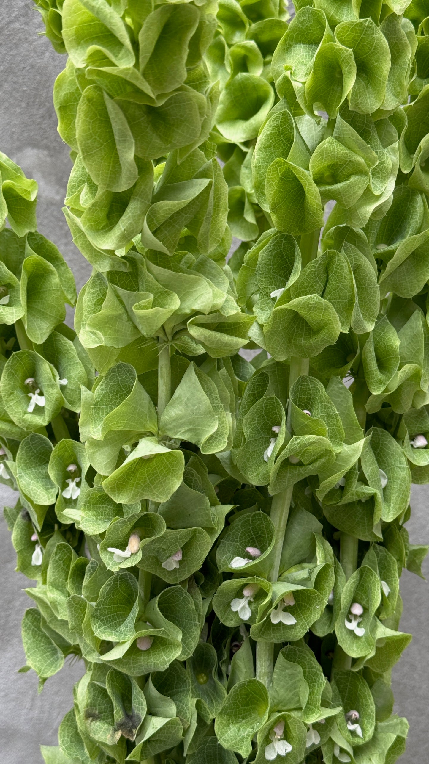 Moluccella