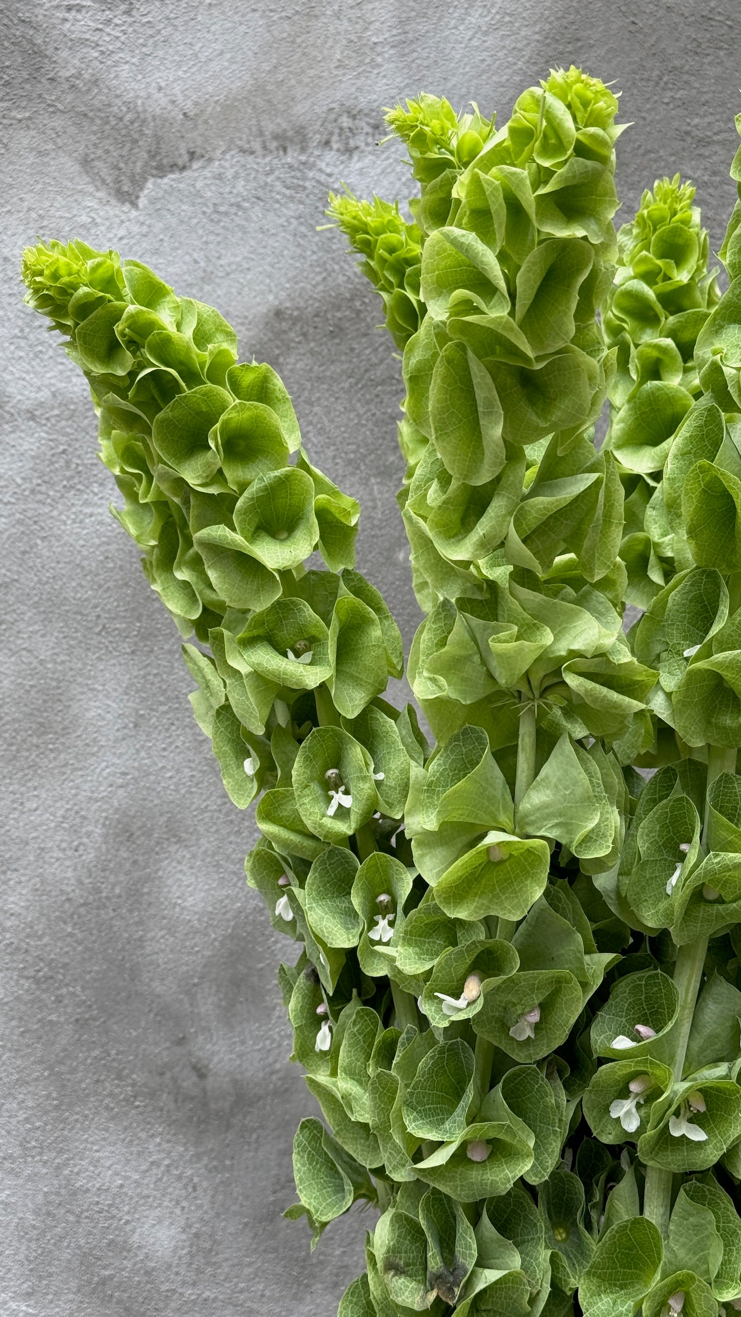 Moluccella