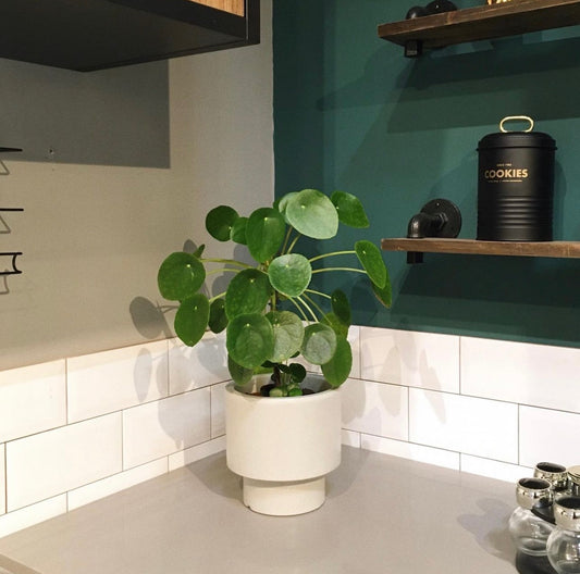 Loft + Planta