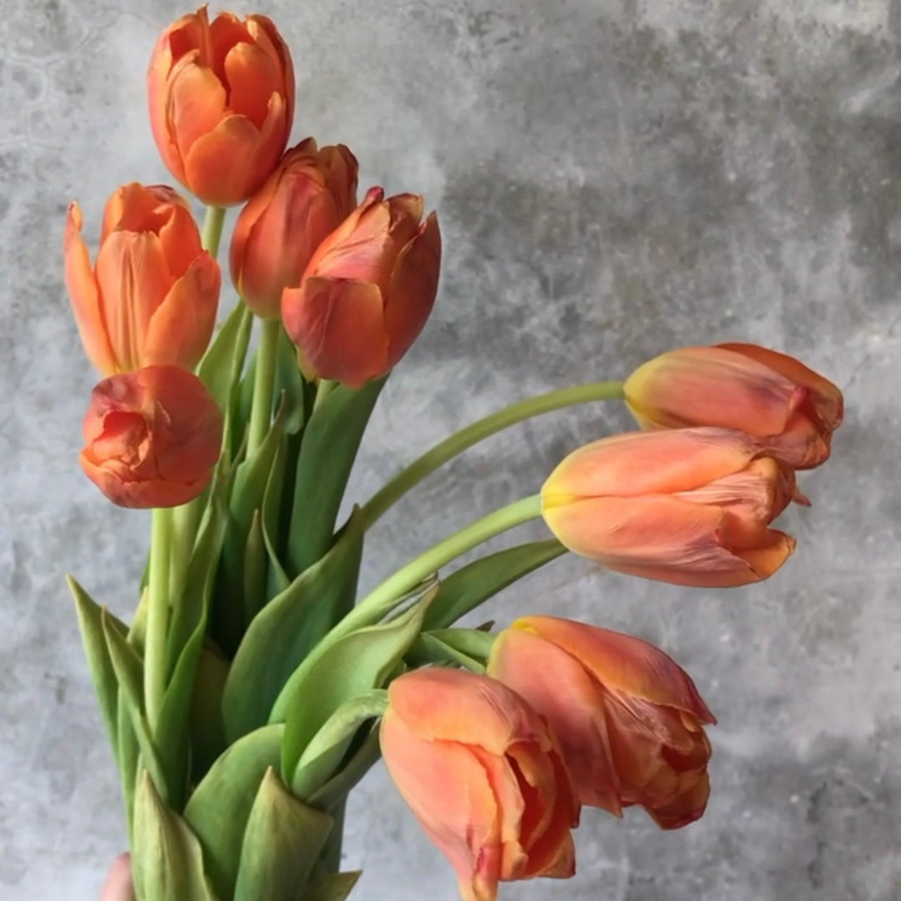 Tulipanes
