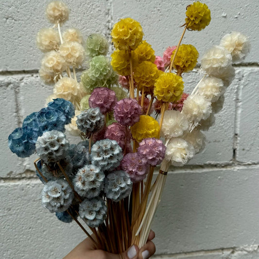 Scabiosa