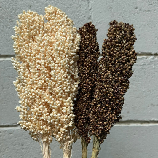 Sorgo