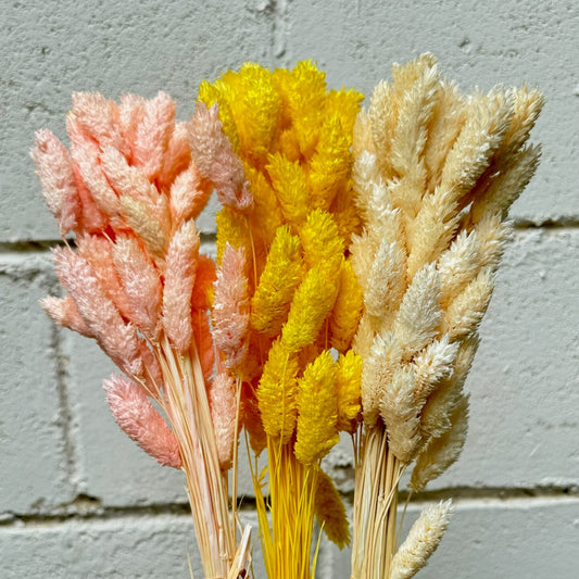 Colitas