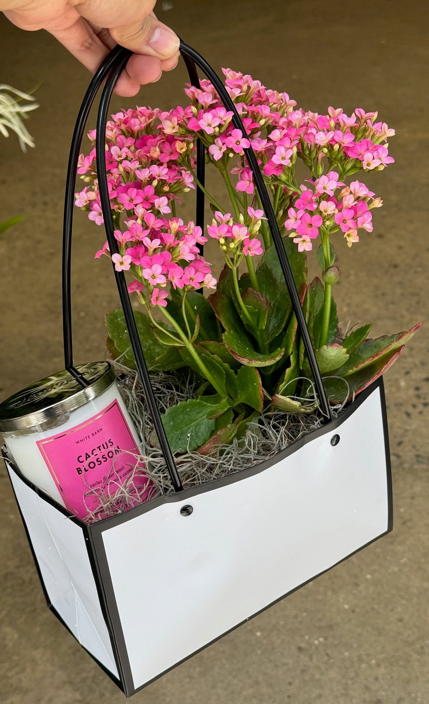 KALANCHOE P15