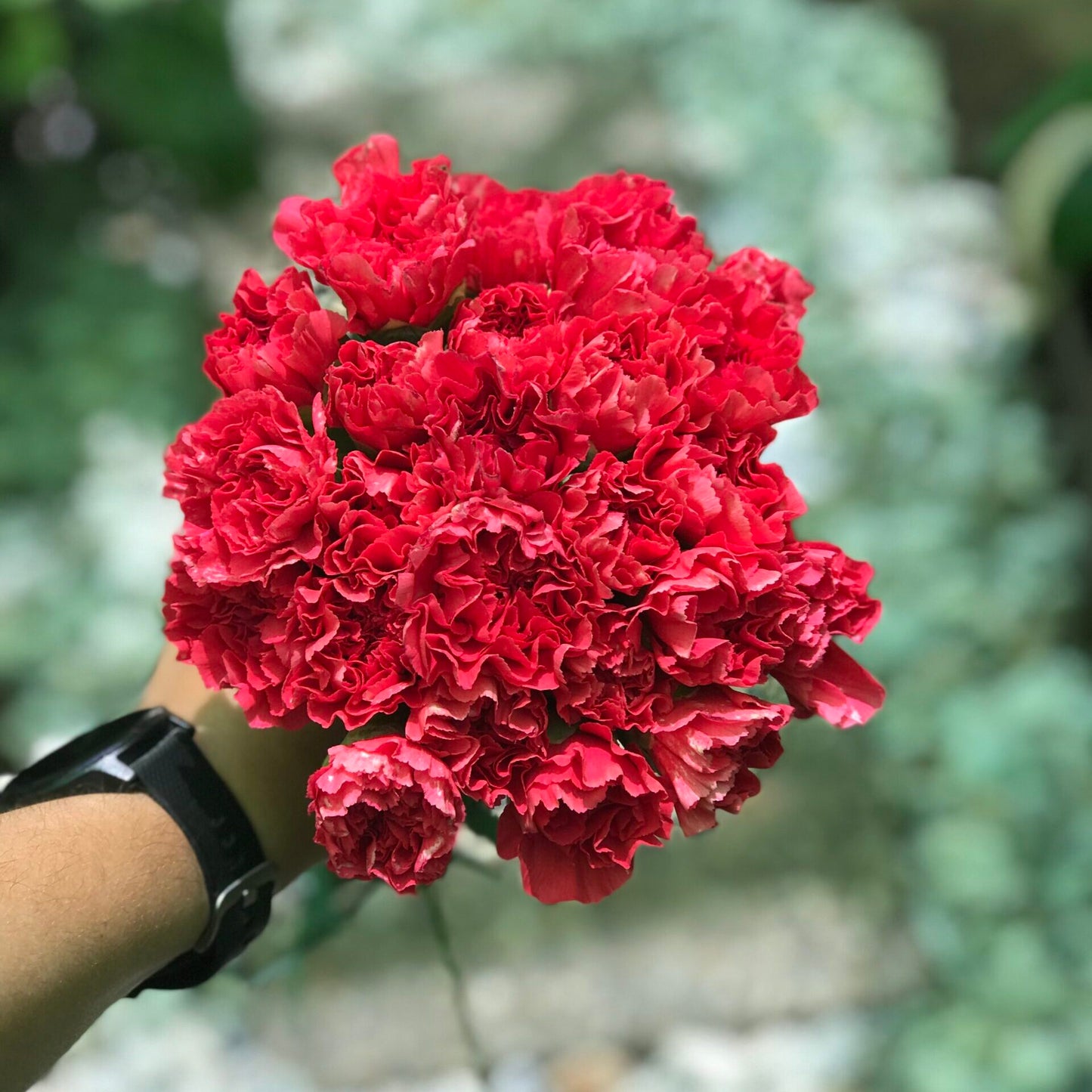 Clavel
