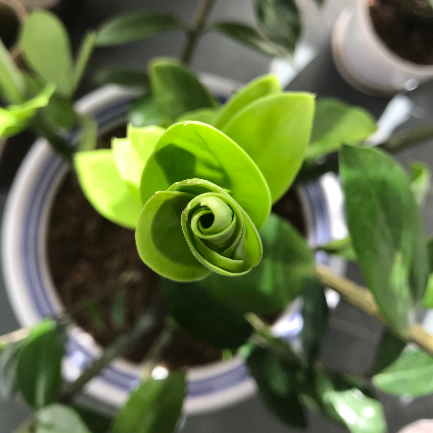 ZAMIA