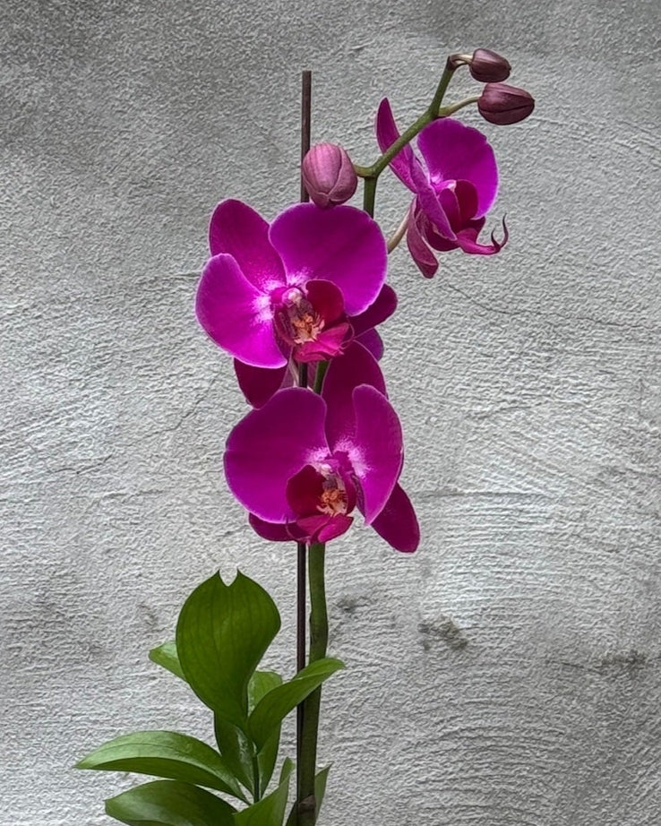 Crasquí