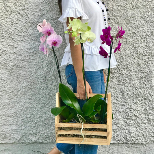 Orchid To Go