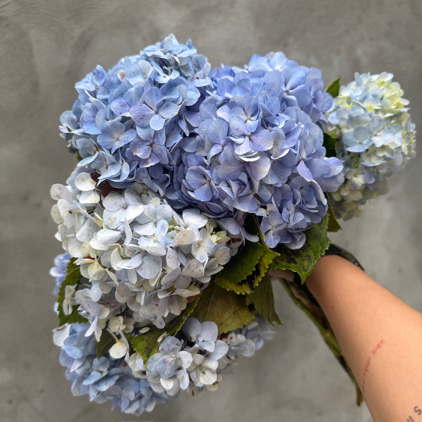 Hortensias