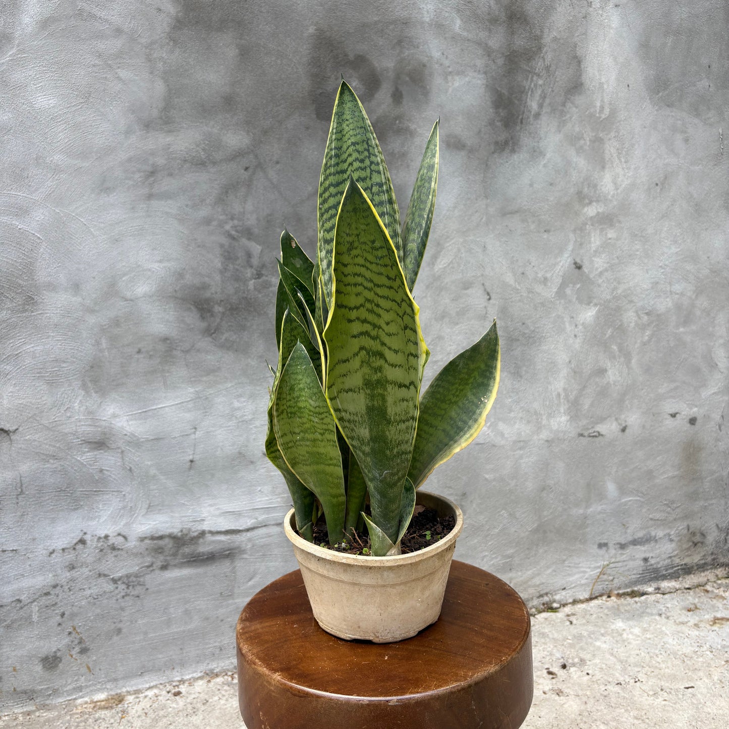 lengua de suegra c2