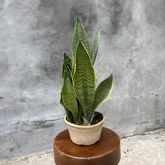 lengua de suegra c2