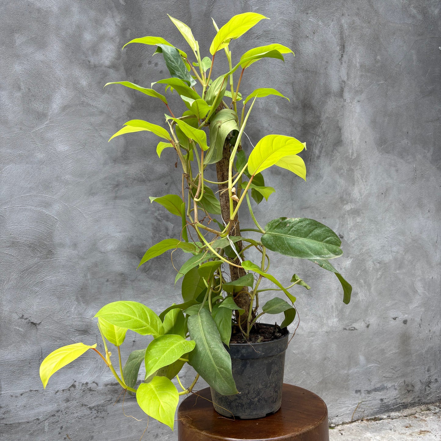 MALANGA AMARILLA P27 + TUTOR