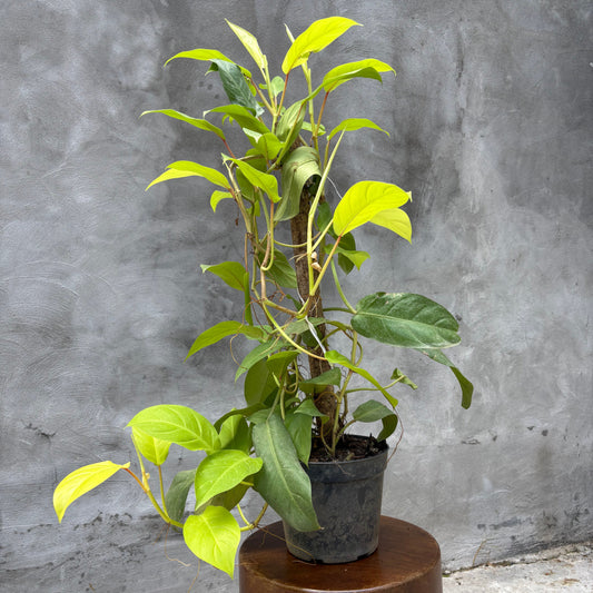 MALANGA AMARILLA P27 + TUTOR