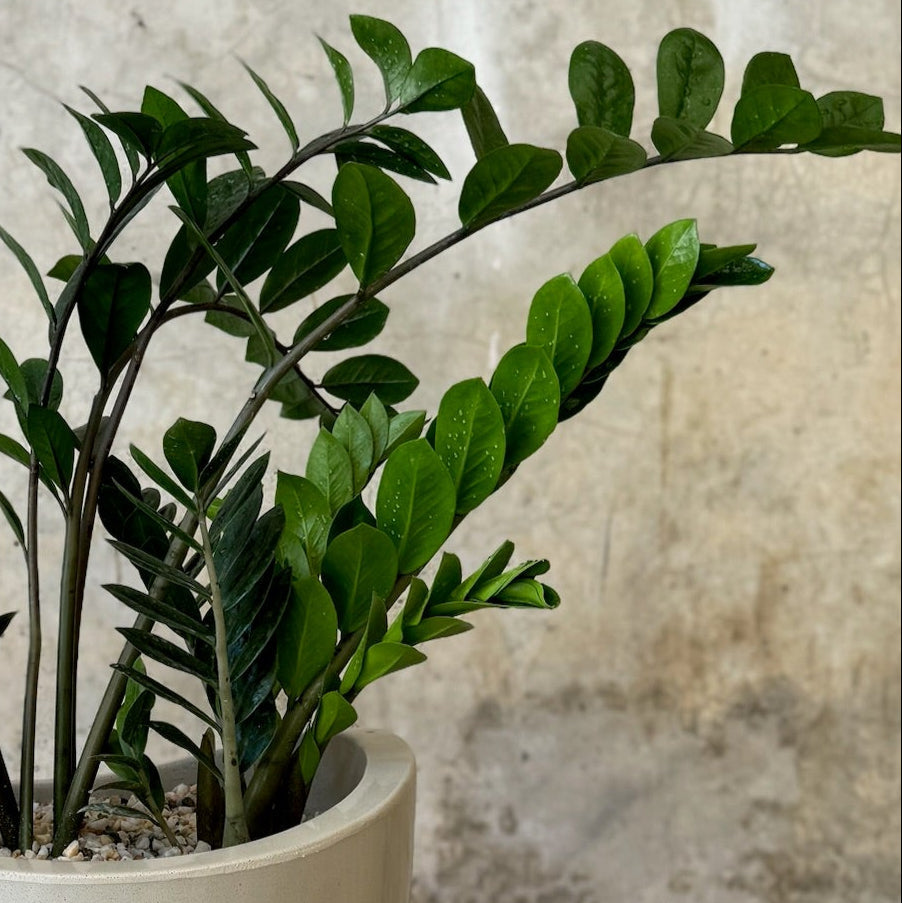 ZAMIA