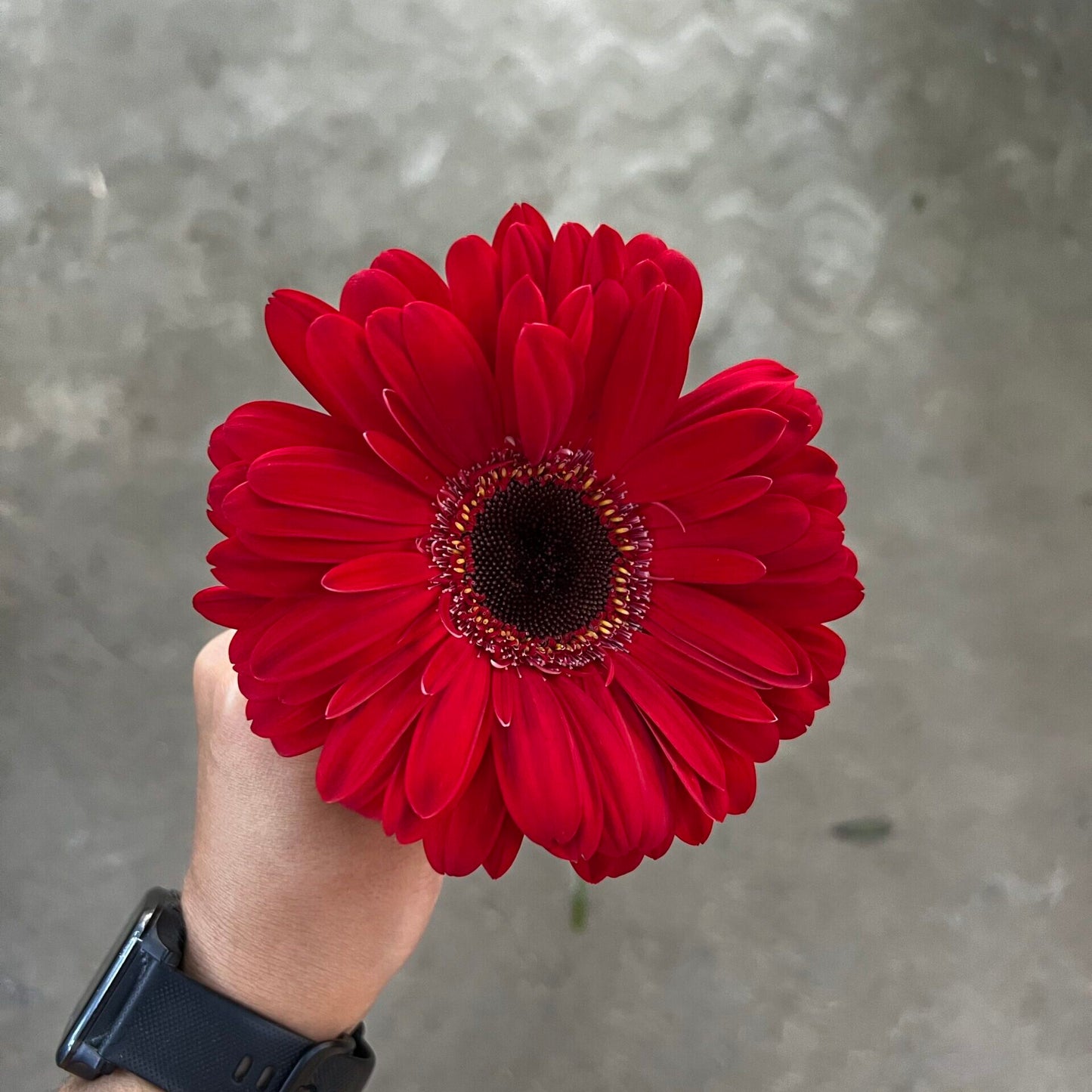 Gerberas