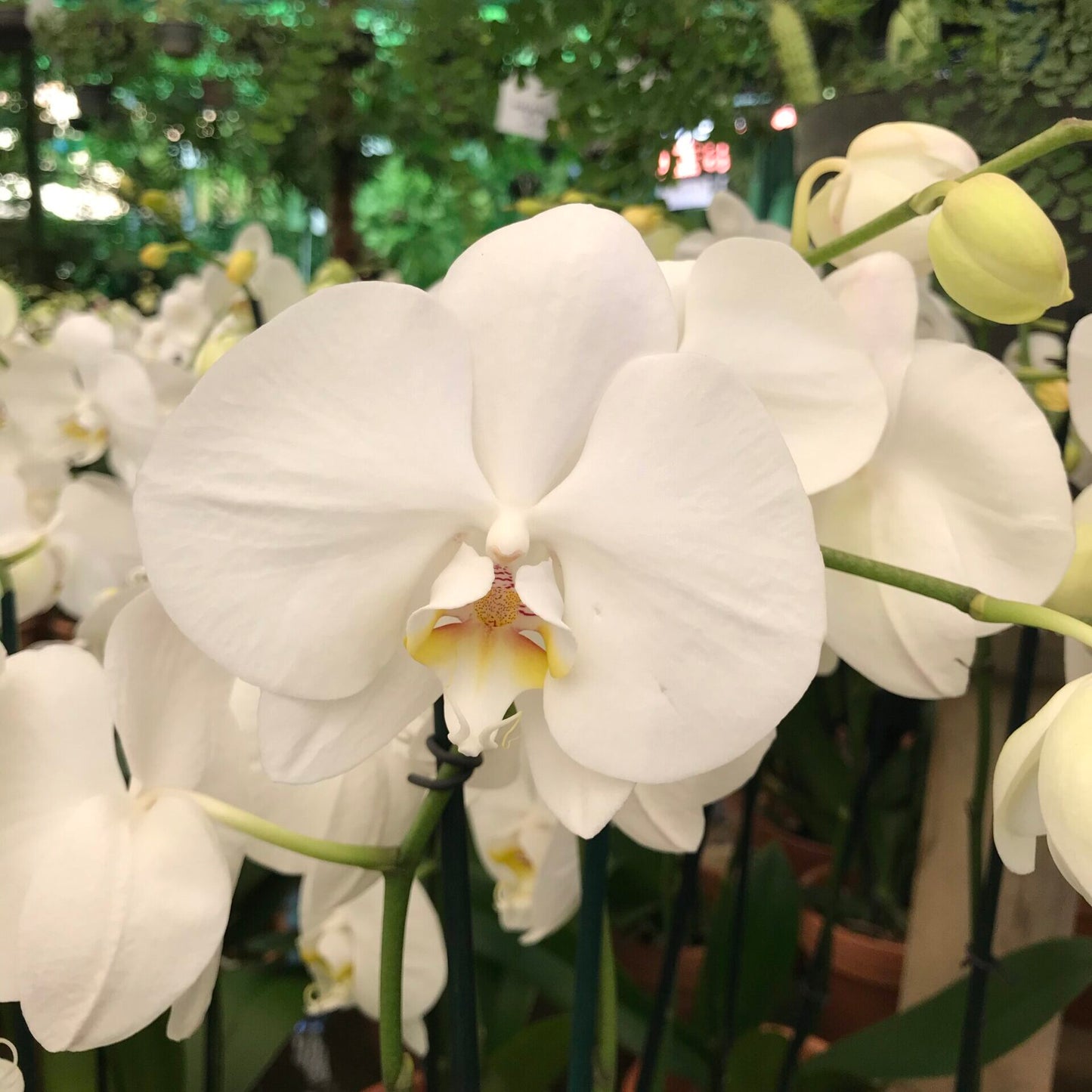 Orchid