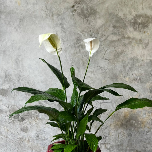 CALA CUNA DE MOISES P27