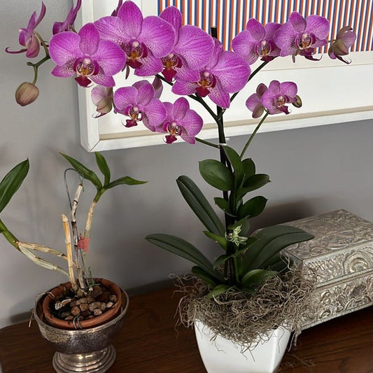 Orchid