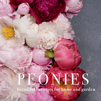 Peonies