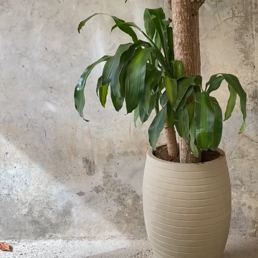 PALO DEL BRASIL BP