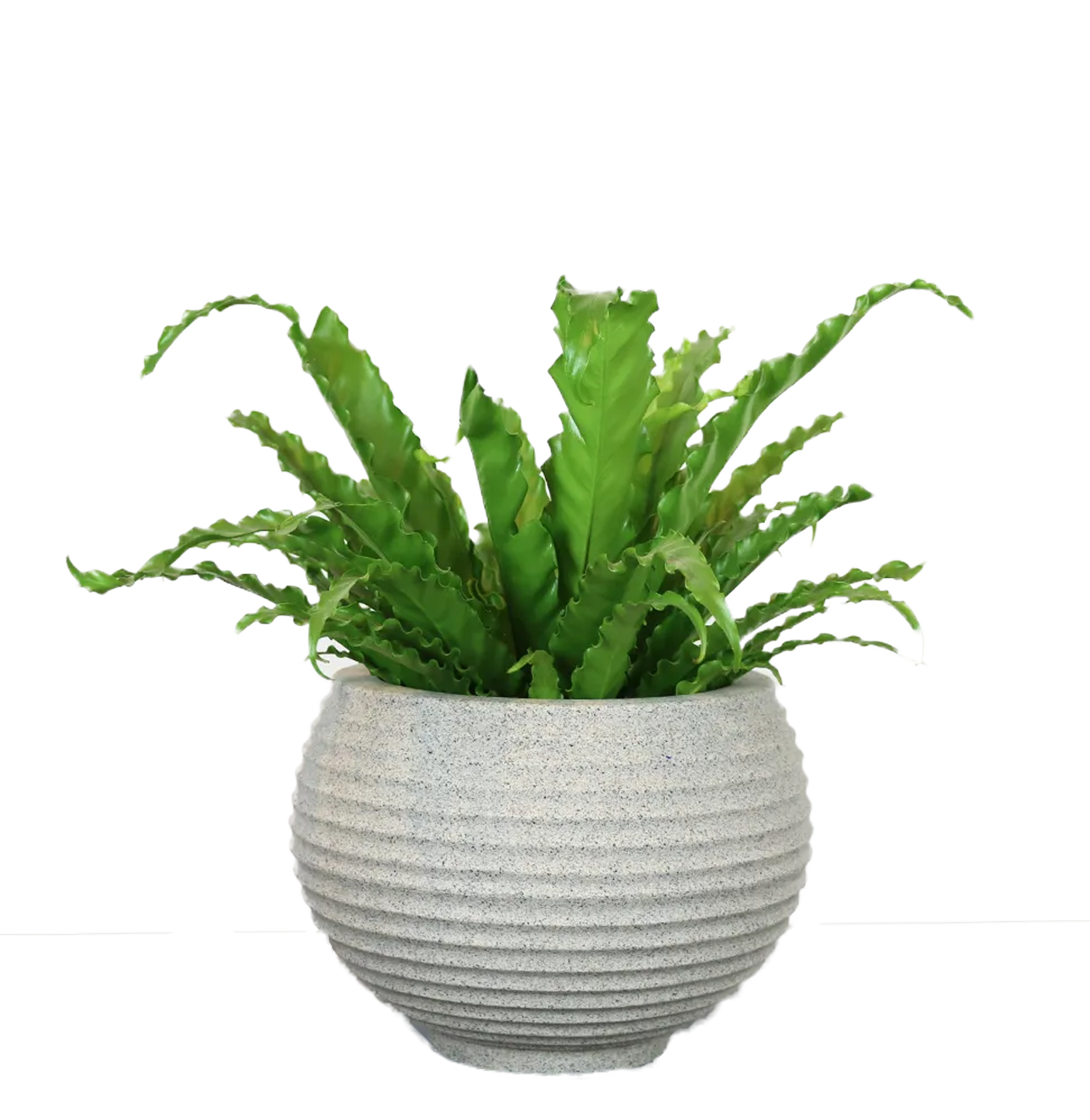Bromelia