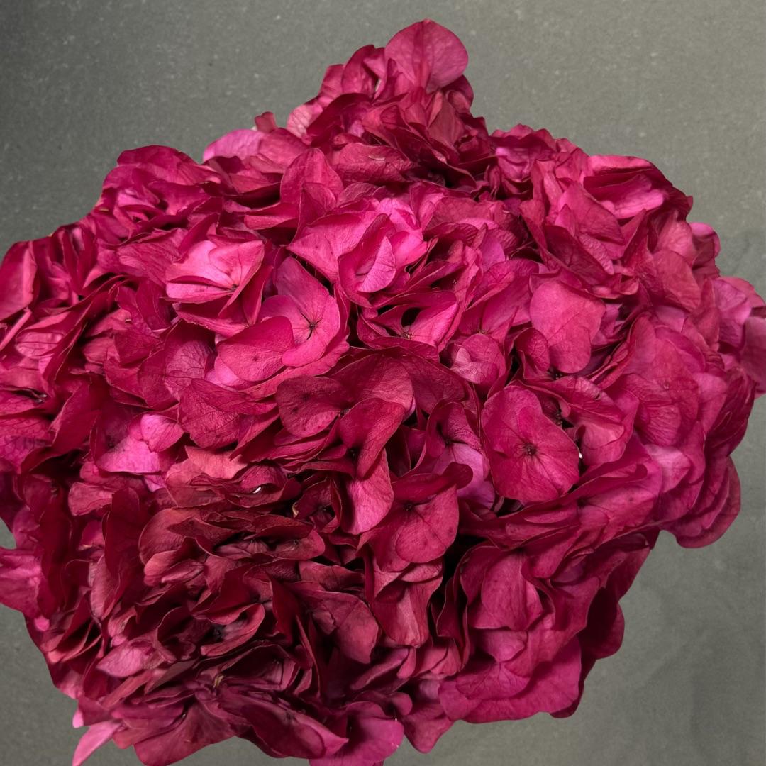 Hortensia Preservada