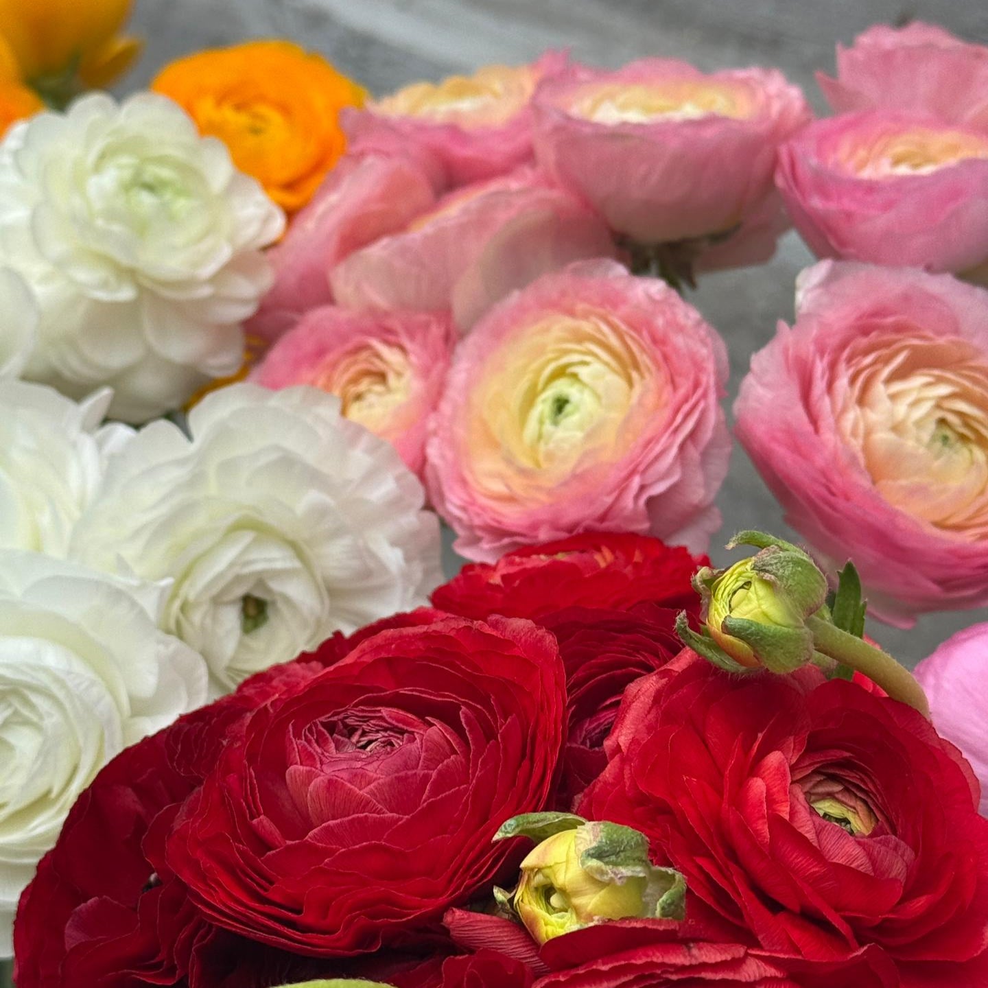 Ranunculus