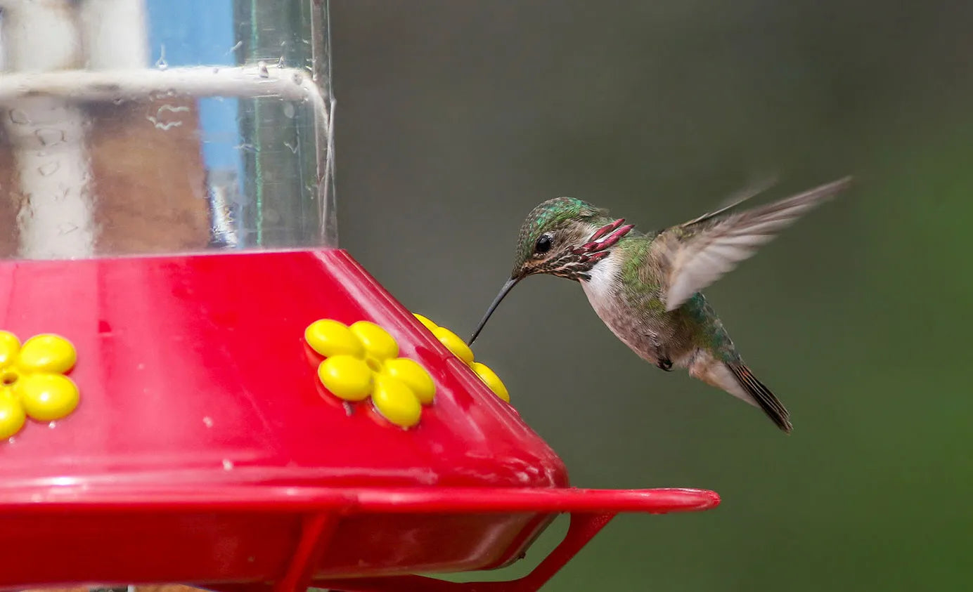 Bebedero de Colibrí