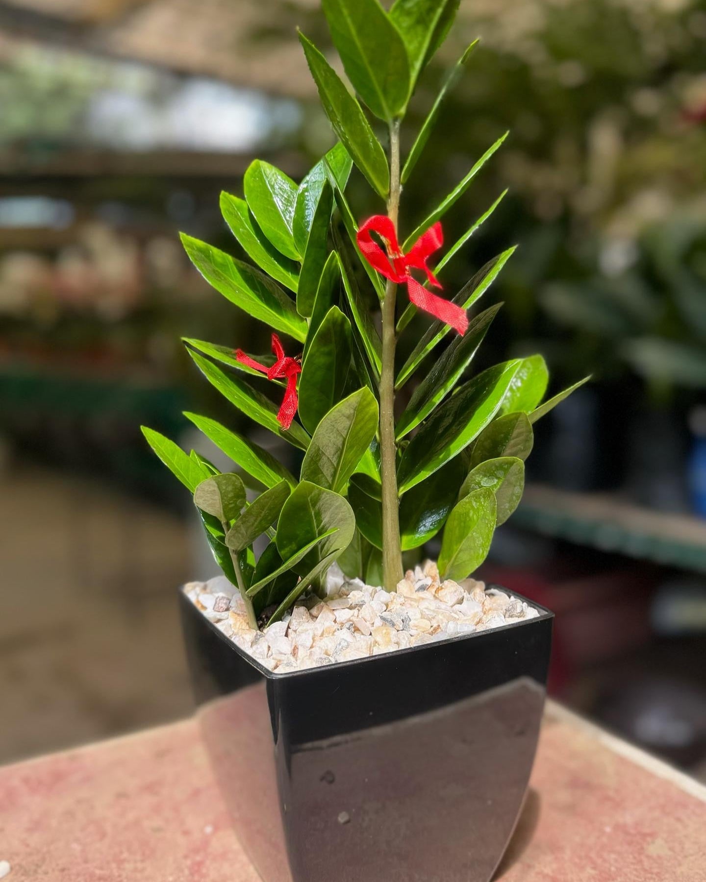 ZAMIA