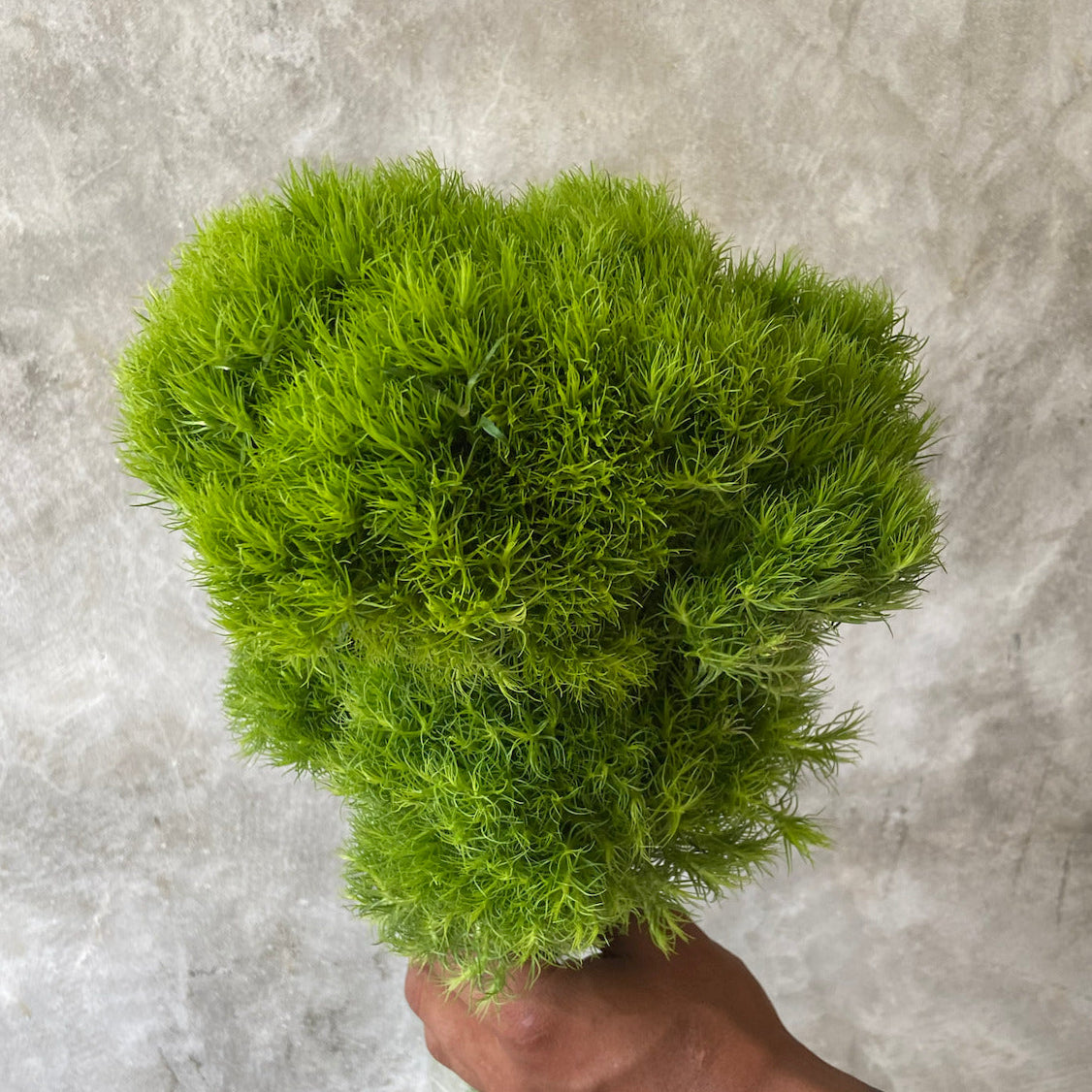 GreenBall