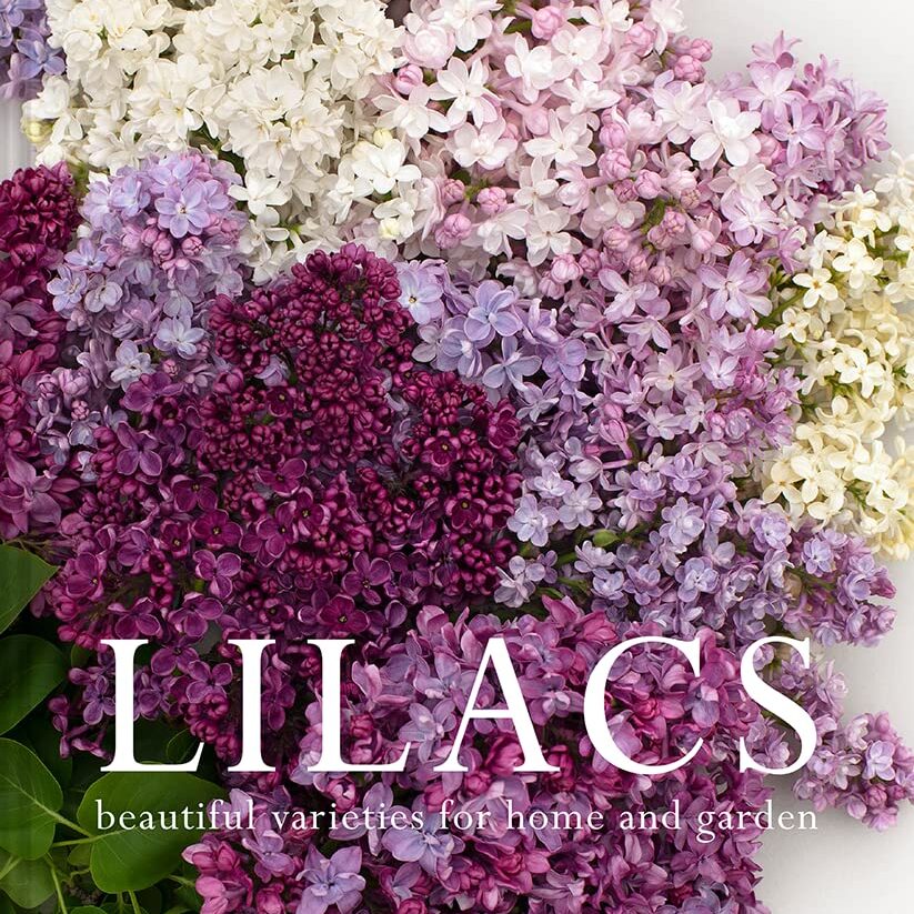 Lilacs