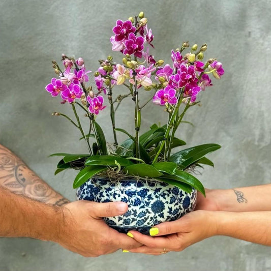 ORQUIDEAS MINI